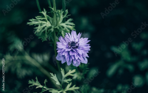 Blooming blue anemone on dark green background. Beautiful garden flower.