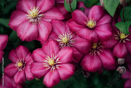 Vibrant clematis flowers blooming in an ornamental garden, close up with green leaves and pink petals. Clematis varieties ville de lyon.
