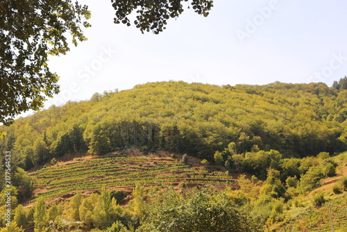 Arboleda