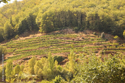Arboleda