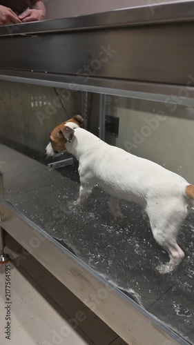 A Jack Russell Terrier walks on a treadmill in the water. Animal rehabilitation.