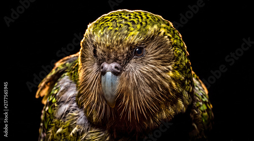 Detailed close up portrait of an exotic green feathered parrot with textured plumage against a dramatic black background, wildlife photography.