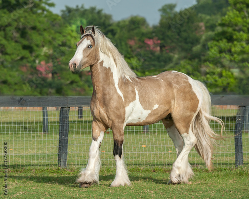 Fotografie tobiano pinto  juvenile female Gypsy Vanner Horse filly in grass field