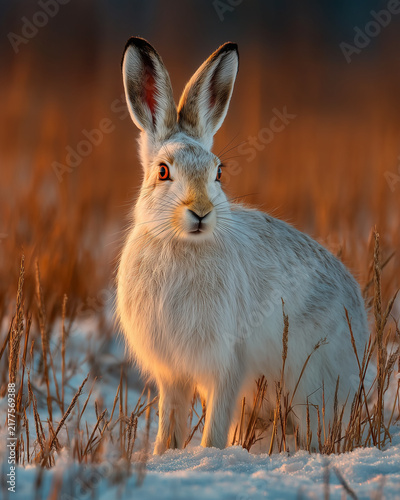 White arctic hare stands alert in snow among golden dry grasses lit by warm glowing light at winter sunset
