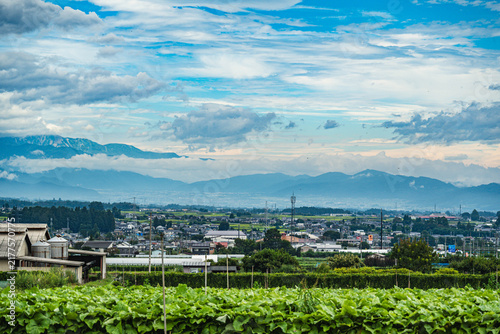 Obraz w ramie 山形村のごぼう畑と広がる田園風景
