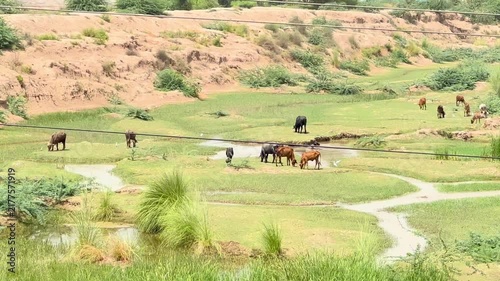 A vast and cinematic view of a mixed herd of cows and buffaloes grazing peacefully in a lush green rural meadow. 4k video