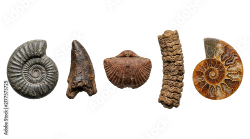 Canvastavla Collection of ancient fossils including ammonites, a tooth, and a shell
