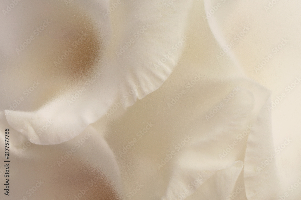 Obraz premium Smoke selected soft focus cream beige white Gladiolus Flower Petal through translucent matte frosted glass. Abstract natural blurred grain light fog background.