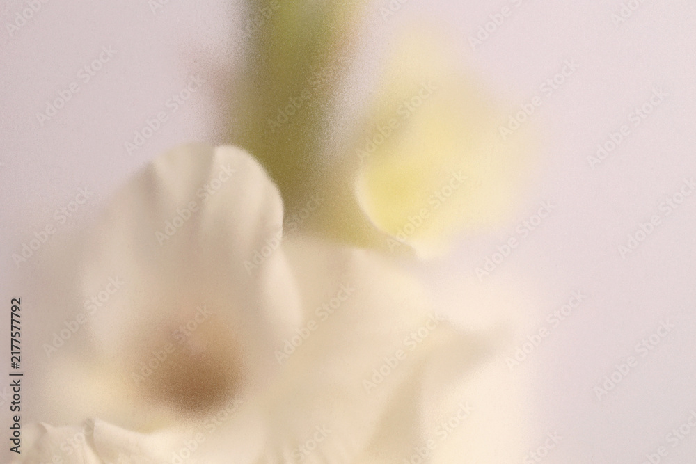 Obraz premium Smoke selected soft focus cream beige white Gladiolus Flower through translucent matte frosted glass. Abstract natural blurred grain light fog background.