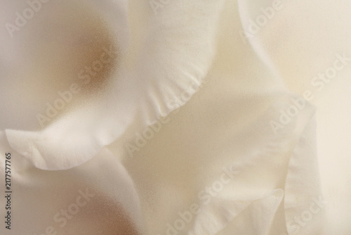 Smoke selected soft focus cream beige white Gladiolus Flower Petal through translucent matte frosted glass. Abstract natural blurred grain light fog background.