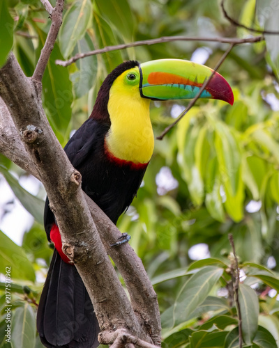 Keel-billed Toucan