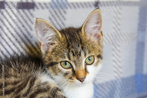 Warsaw, Poland,May 15, 2026. Detailed portrait of a curious tabby kitten looking slightly to the side in Warsaw. High quality photograph