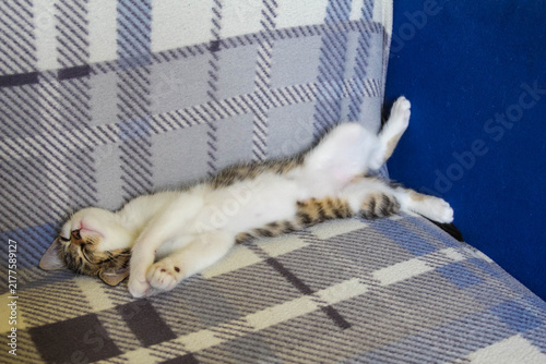 Warsaw, Poland,May 15, 2026. A funny tabby kitten sleeping fully stretched out on its back on a plaid sofa in Warsaw. High quality photograph