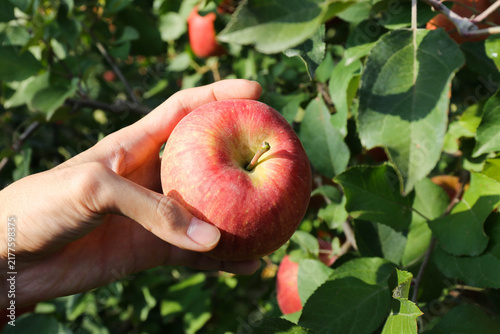 apple, fruit, berry, plant, food