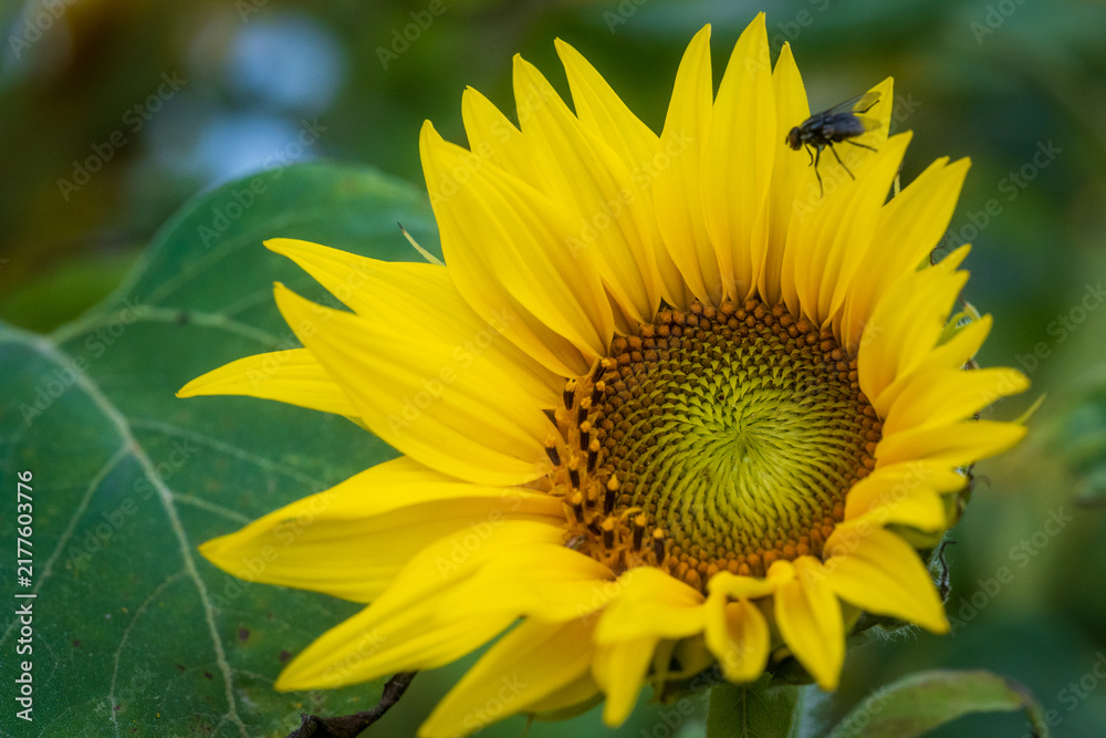 Fototapeta premium Fly resting on bright yellow sunflower in summer garden