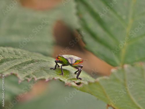 Canvastavla Isolated frontal macro close-up of the fifth instar nymph of the invasive southern green stink bug (nezara viridula) on a leaf of a rubus fructicosus in August