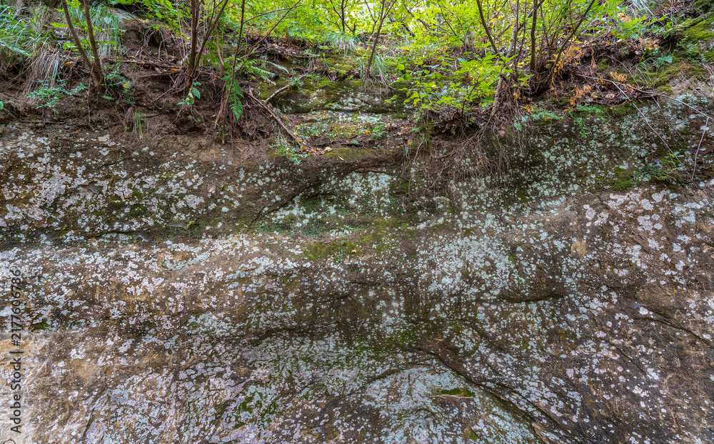 Obraz premium Hillside cross section reveals layered soil and rock beneath dense greenery. Exposed roots and erosion patterns highlight nature slow sculpting over time