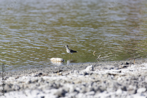 Canvastavla A solitary sandpiper stands in shallow water near a rocky shore