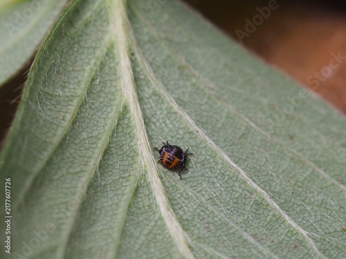 Macro close-up of a single first-instar nymph of the brown marmorated stink bug (halyomorpha halys) on the underside of the leaves of a strawberry plant. Bonn, Germany, August.