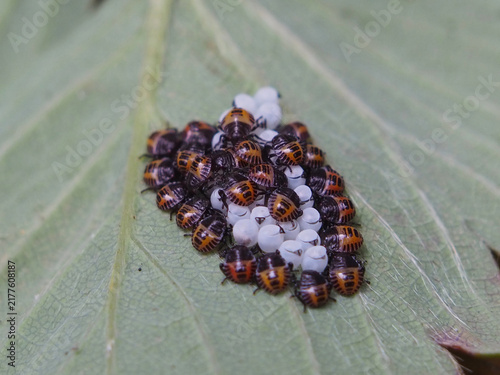 Isolated macro close-up of multiple first -instar nymphs of the brown marmorated stink bug (halyomorpha halys) and eggs on the underside of the leaves of a strawberry plant. Bonn, Germany, August.