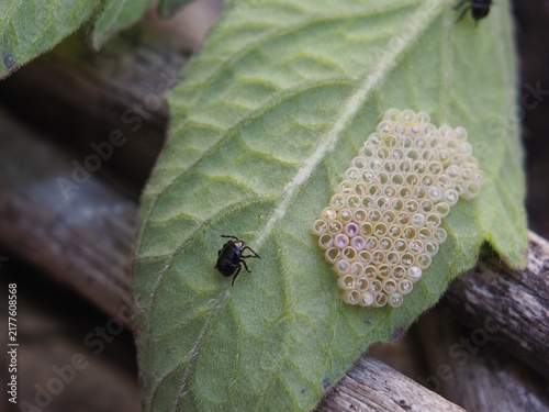 Close-up of a single second-instar nymph of the invasive southern green shield bug (nezara viridula) next to empty eggs on the underside of tomato leaf. Bonn, Germany in August.