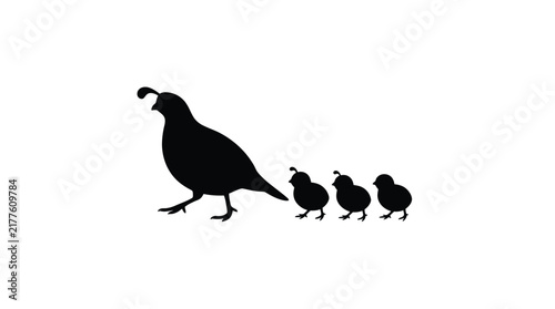 Quail family silhouette against a white background depicts parental care and avian wildlife bird black