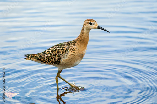 Konstfotografi The Ruff (Philomachus pugnax) is a small, slender, long-legged snipe bird in river water