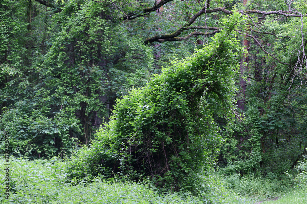 Obraz premium Lush green vine in dense forest, usa