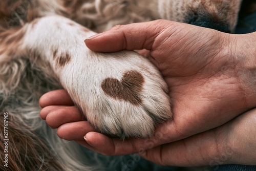 Dog paw with heart shape fur mark held gently in human hands showing love and care for pets and animal companionship.