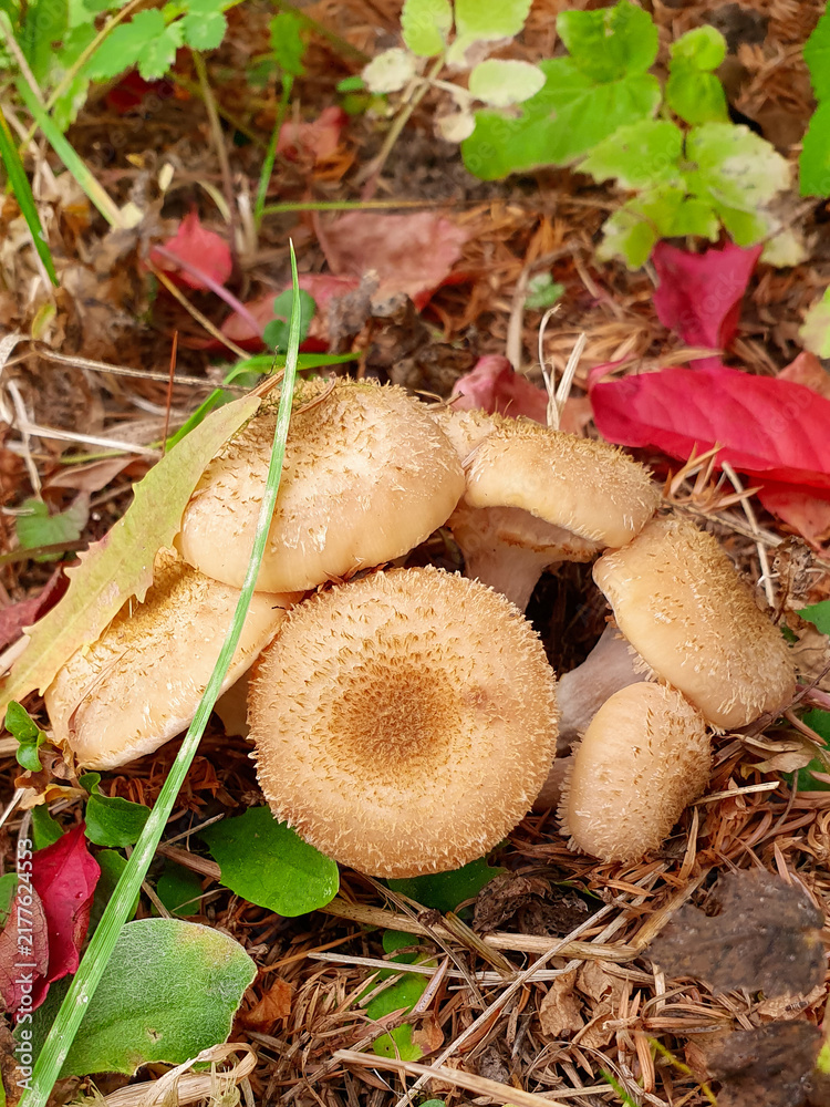 Honey fungus cluster growing naturally on the autumn forest floor among dry pine needles and fallen red leaves. Ideal for nature, botany, and foraging thematic designs. Vertical