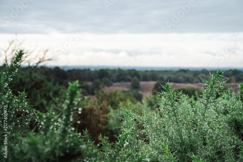 Fotografie Green gorse bush with raindrops in foreground looking over blurred heathland lan