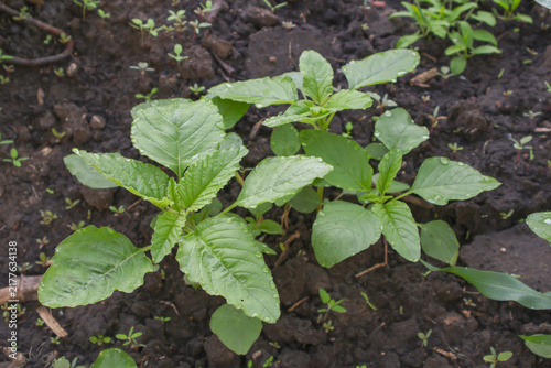 Young green amaranth plants growing in moist garden soil with water droplets on leaves