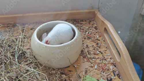 Small animal plays in a bowl inside a cozy indoor space in the afternoon