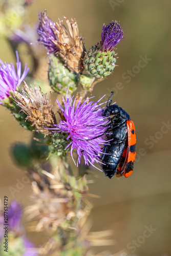 bumblebee on thistle