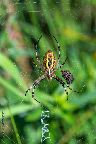 Foto spider on the web