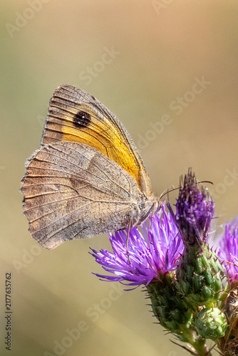 Satyridae / Çayır Esmeri / Meadow brown / Maniola jurtina