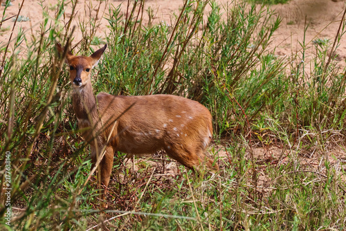 Bild auf Leinwand Steenbok Antelope in Grass Timbavati Greater Kruger South Africa