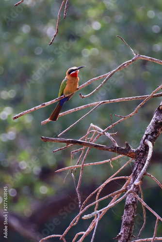 Fotografie White-Fronted Bee-Eater Profile Portrait Timbavati South Africa