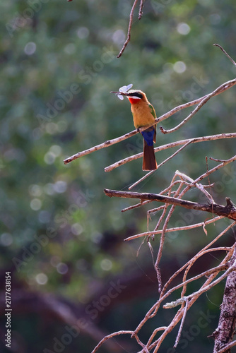 Canvas Print White-Fronted Bee-Eater With Dragonfly Prey Timbavati South Africa