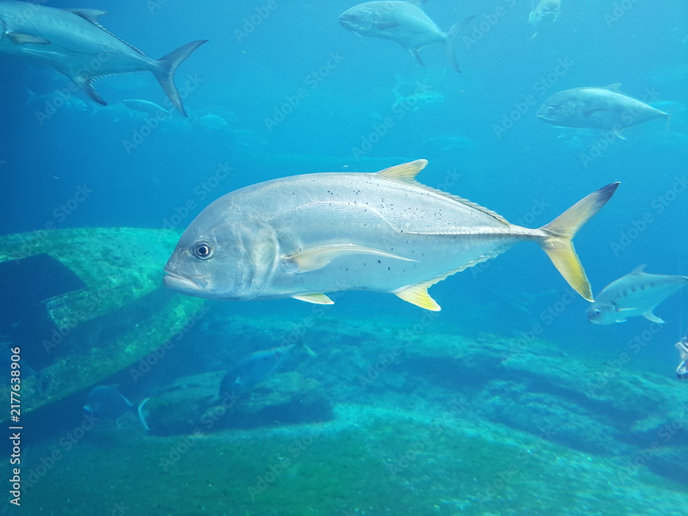 Obraz premium Blacktip Kingfish Swimming by a Shipwreck at uShaka Sea World, Durban