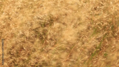 Slow motion video of grass in the wind