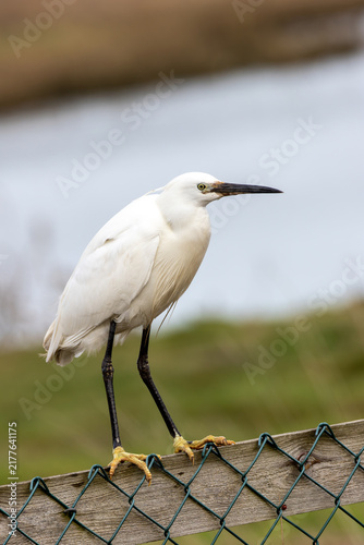Canvas Print Adult little egret perched on a fence