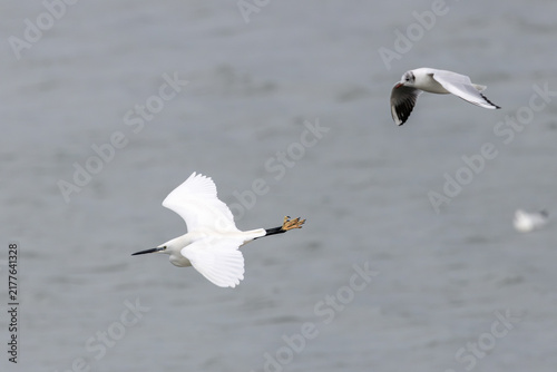 Fotografía Little egret in flight with a gull over water