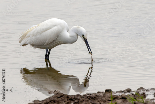 Canvas Print Adult little egret foraging with prey in shallow water