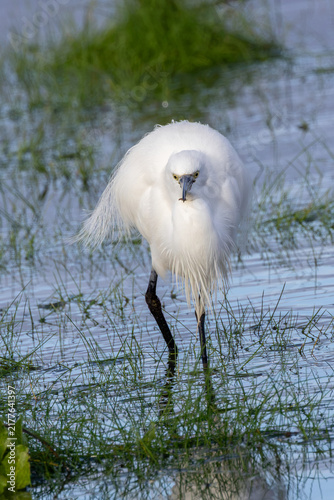 Wall Mural Adult little egret feeding, front view