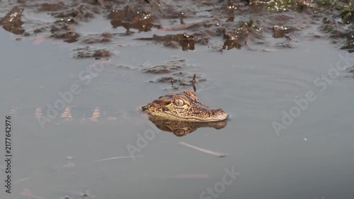 Wildlife and Nature: 4K Close-Up of a Juvenile American Alligator Partly Submerged in Fresh Water, Florida