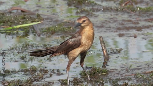 Wildlife and Nature: 4K View of a Grackle Foraging in Muddy Shallow Water, Florida