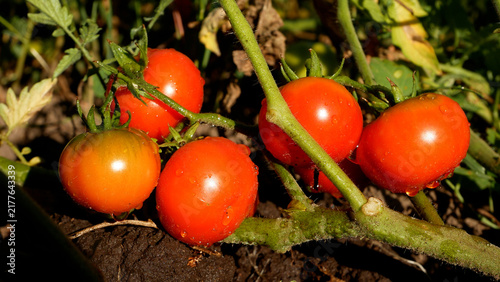 фотографія Ripe juicy red tomatoes growing on a tomato plant in a vegetable garden