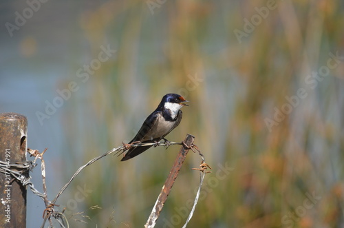 Canvastavla White-throated Swallow Perched on Barbed Wire, South Africa