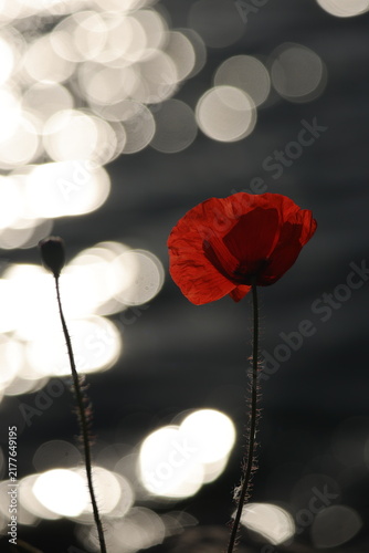 Fotografie Red poppy glowing backlit against silver light reflections sparkling on water, remembrance mood